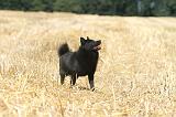 SCHIPPERKE 061